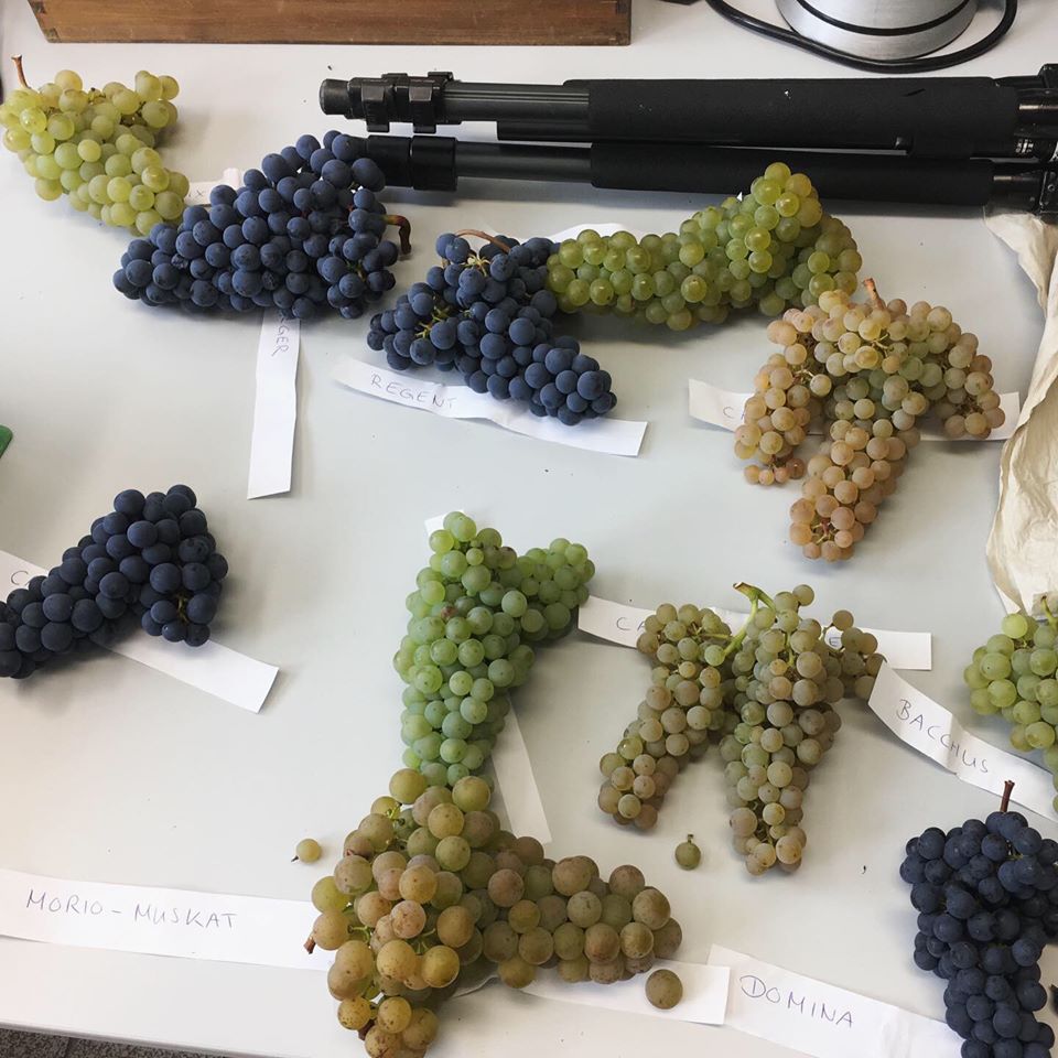 Trauben neuer Sorten - der Rohstoff für gute und nachhaltig erzeugte Weine